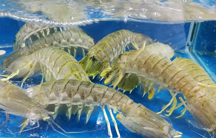 海鲜怎么进口报关？有哪些当苦衷项？